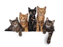 Group Of Cats